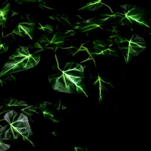 Anastasia Pierce photo