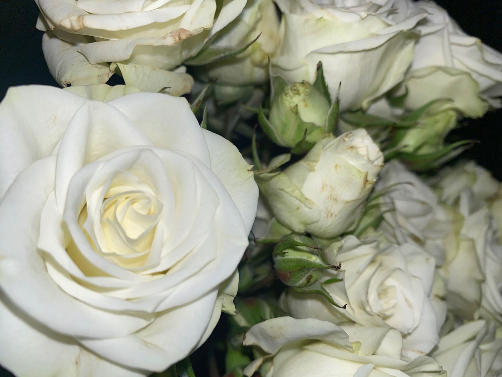 𝓐𝓻𝓲𝓮𝓼 𝓐𝓷𝓭𝓮𝓻𝓼𝓸𝓷 photo