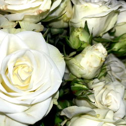 𝓐𝓻𝓲𝓮𝓼 𝓐𝓷𝓭𝓮𝓻𝓼𝓸𝓷 photo