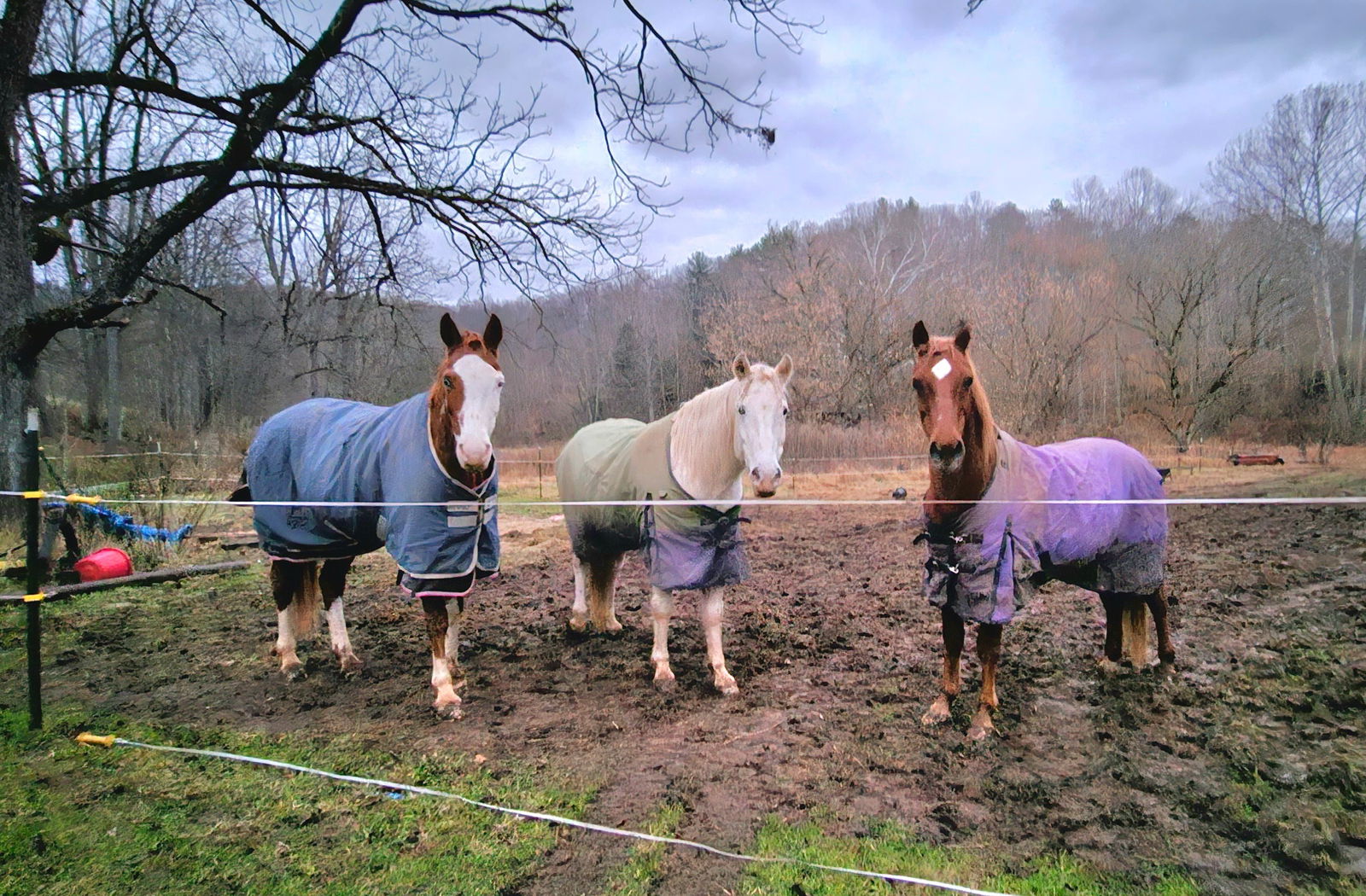 East Coast Cowgirl photo