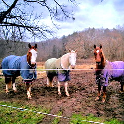 East Coast Cowgirl photo