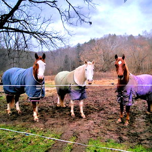 East Coast Cowgirl photo