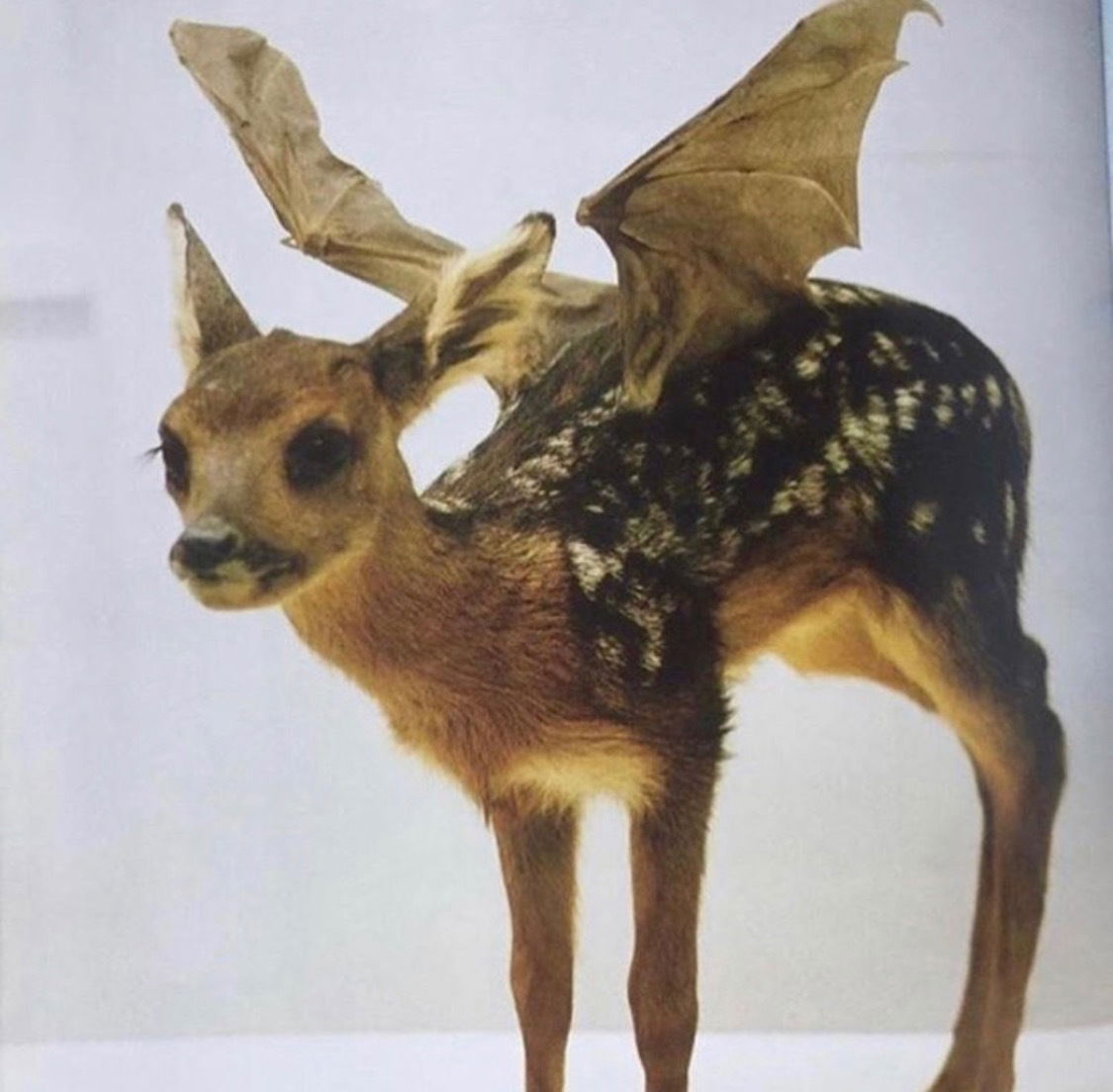 Valeria Atreides photo