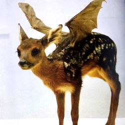 Valeria Atreides photo