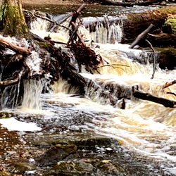 Nature's Beauty - Rushing Stream in a Forest