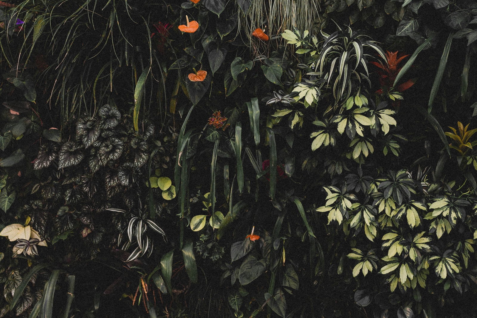 MichaelVnthony photo