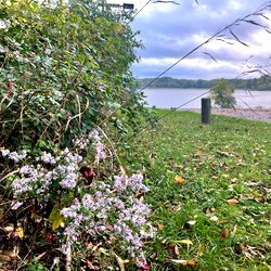 Scenic Riverfront with Wildflowers