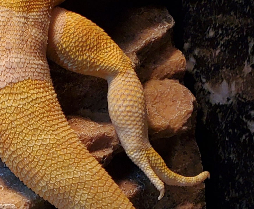 Luscious Larry photo