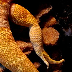 Luscious Larry photo