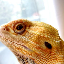 Luscious Larry's Lizard Reptile