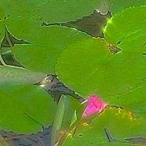 ๐ฅ๐ช๐ค๐ฆ โง (pixar mom) photo