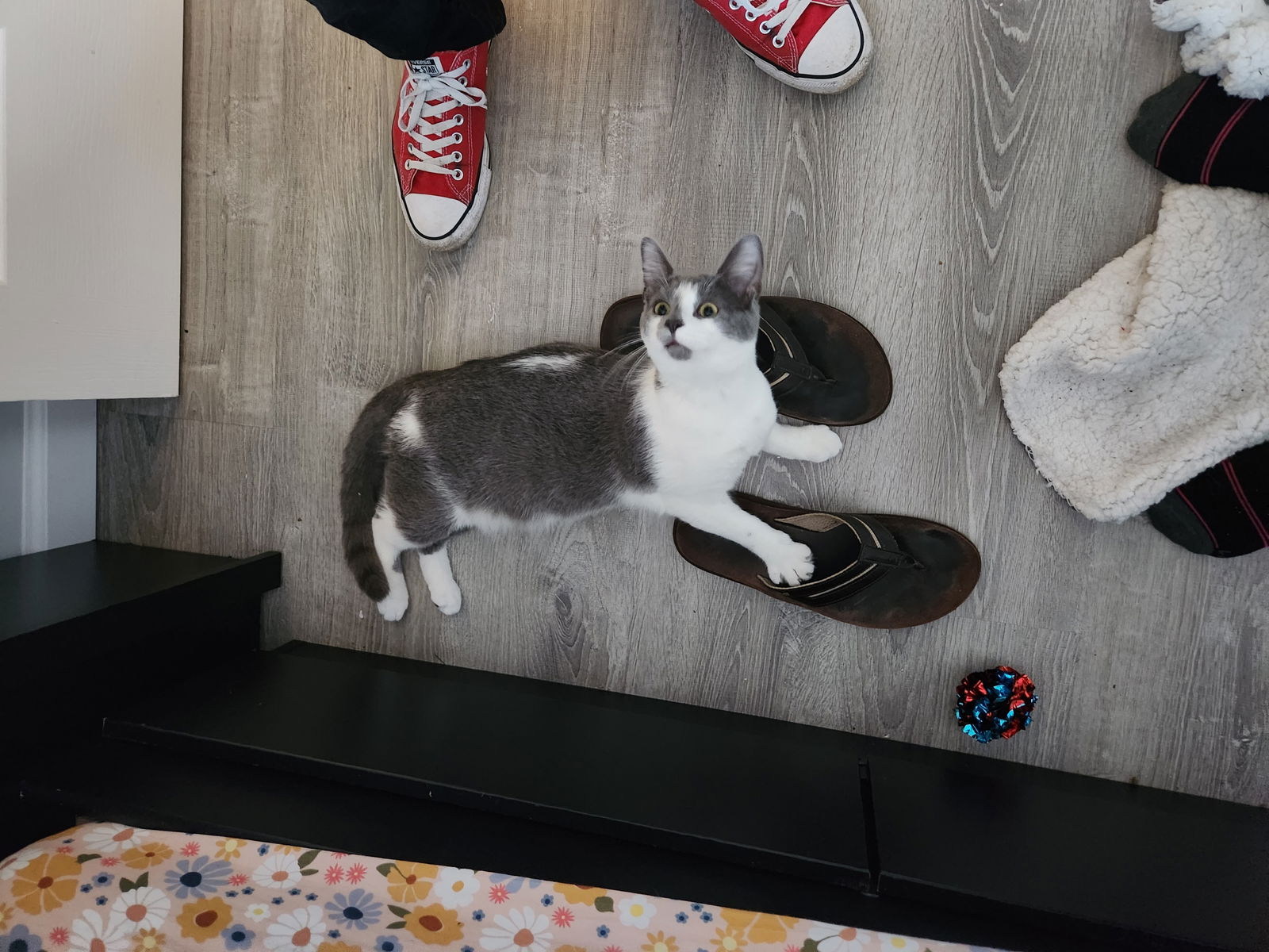 Xeaix's Kitties photo