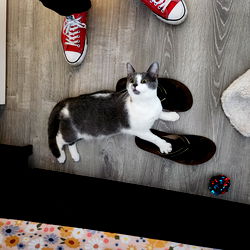 Xeaix's Kitties photo