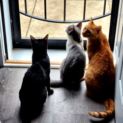 A Peek into a Cozy Living Space with Cats and an Orange Tabby