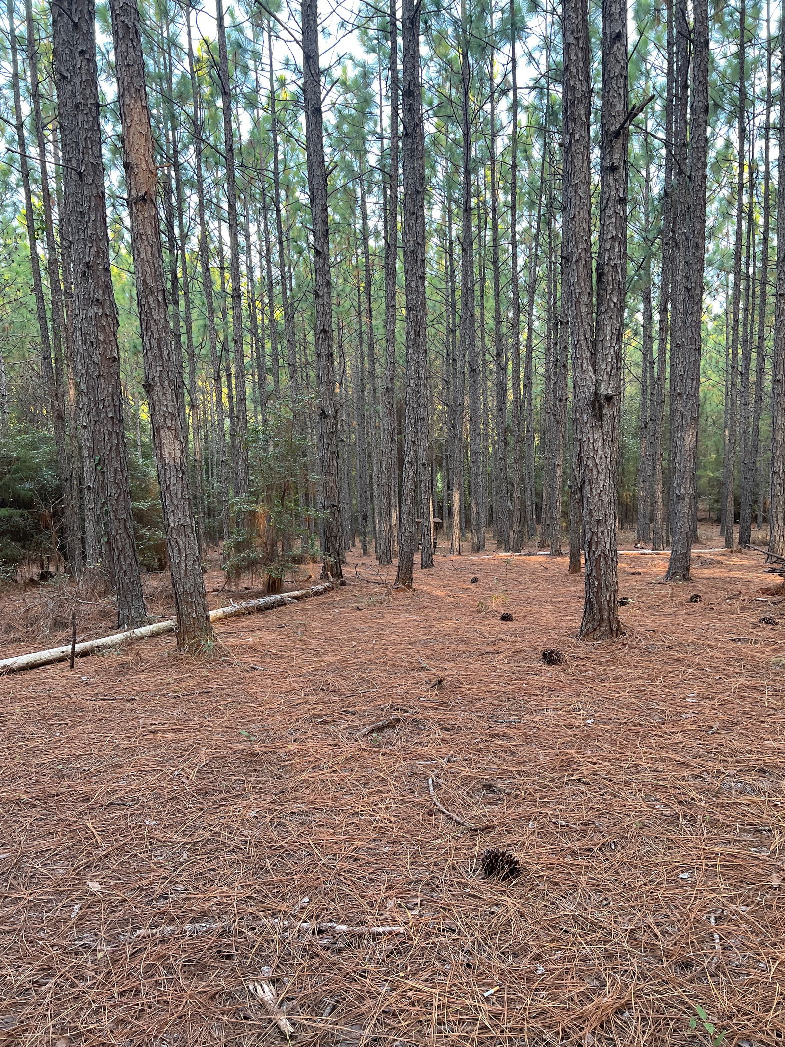 Hunt&amp;Ride🤘 photo