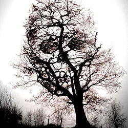 Halloween-themed Tree Art