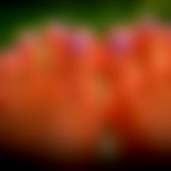 Naked Up North photo