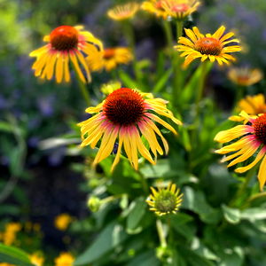 ๐คFae Fox ๐ฆ photo