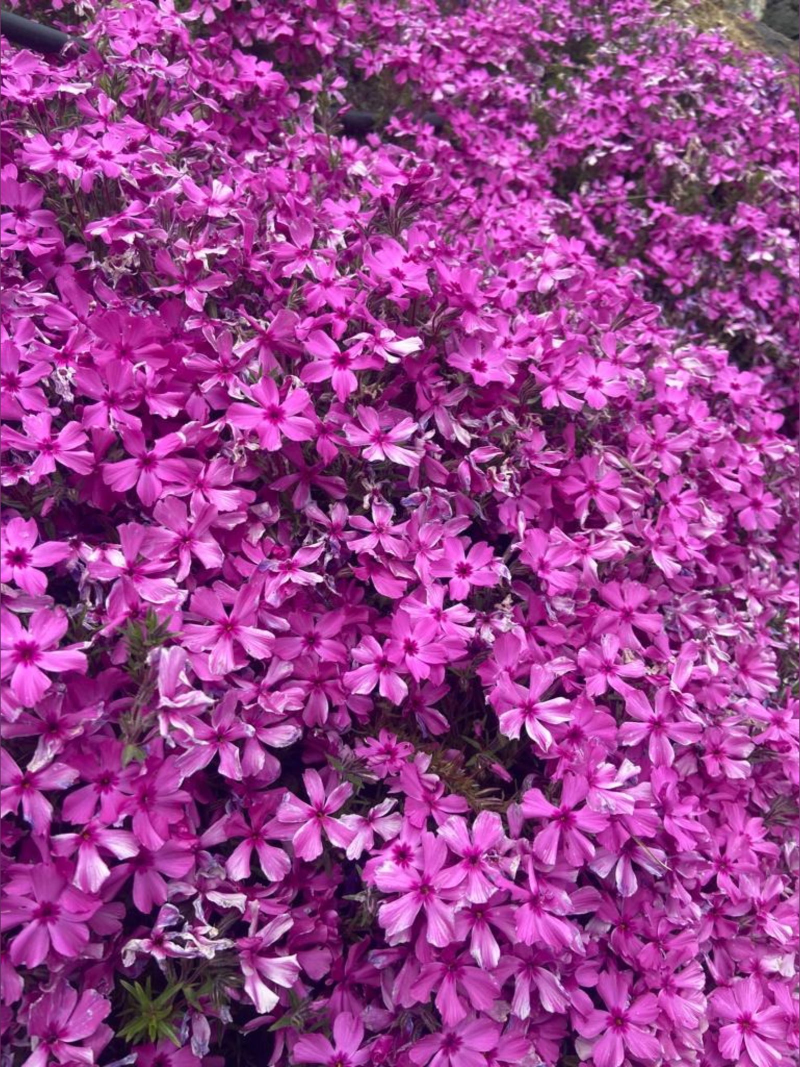 Lady Zoe - Top %12⭐ photo