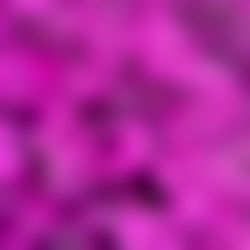 Lady Zoe - Top %12â photo