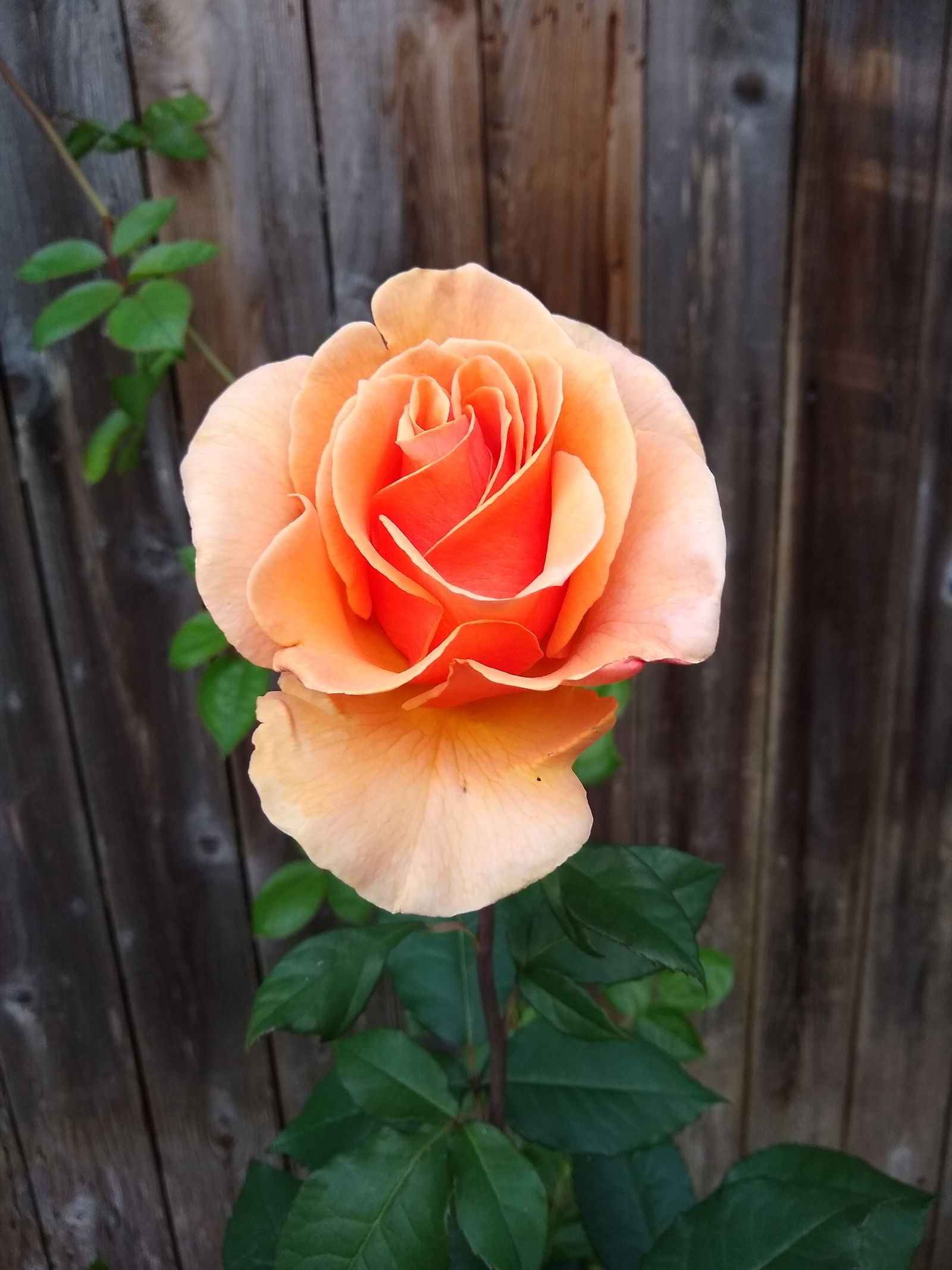 Games for life💜💚 photo