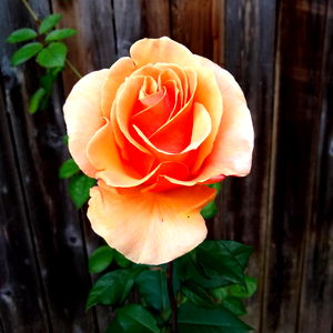 Games for life๐๐ photo