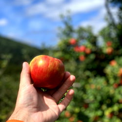 A Handful of an Apple in an Orchard