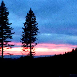 Vivid Sunset Scene with Silhouetted Pine Trees and Mountains