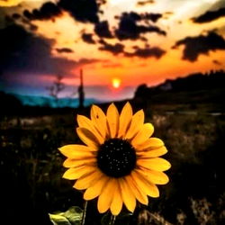Sunflower in a Field at Sunset