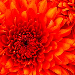 😈🔥Alpha Master B🔥😈 photo