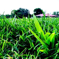 High-Resolution Grass Blades Against a City Skyline Background
