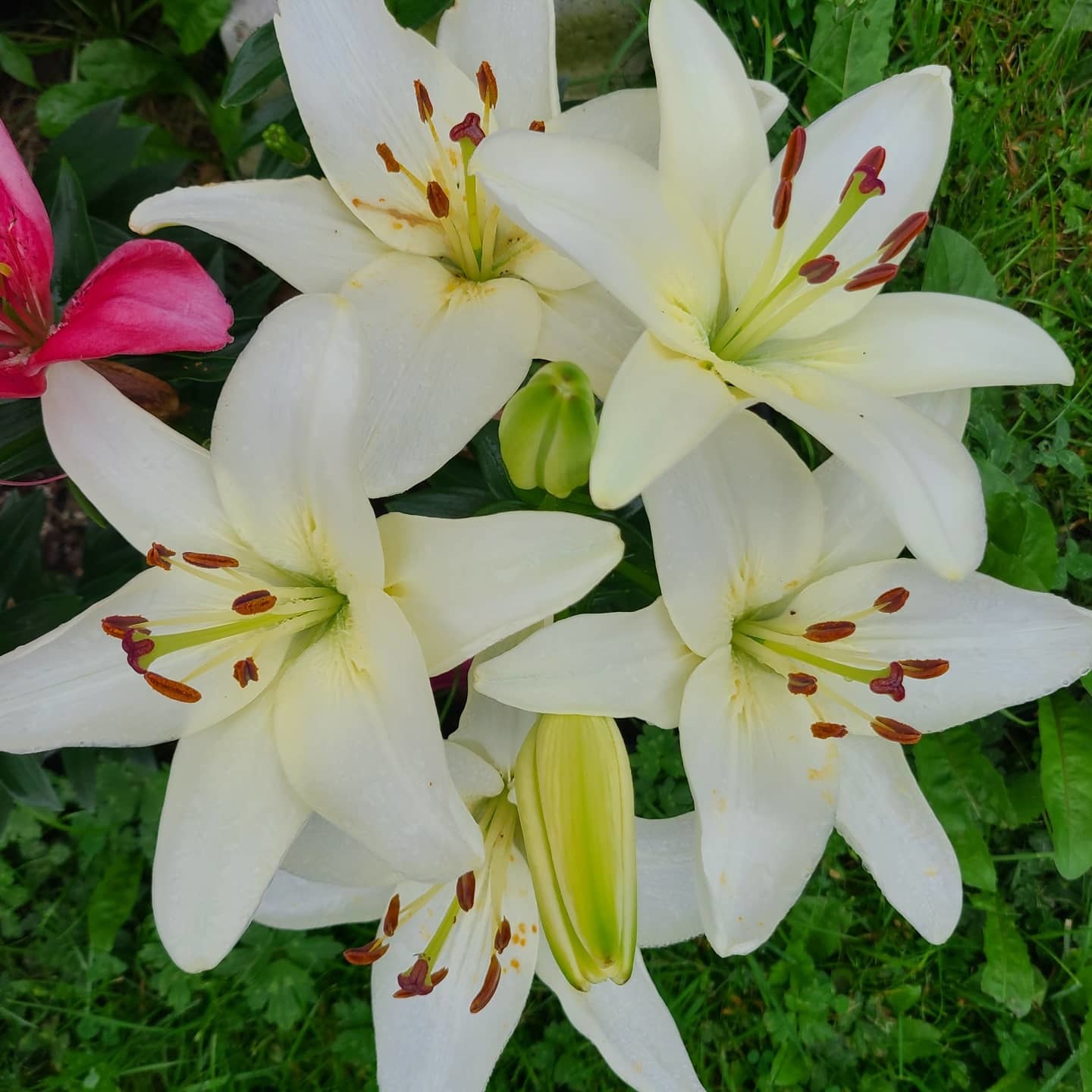 Angelika Weiss photo