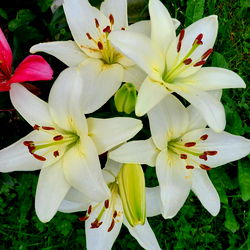 Angelika Weiss photo