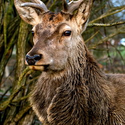 Graceful Antlered Deer in Woodland