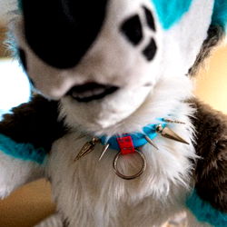 Affogato Husky Model Photo