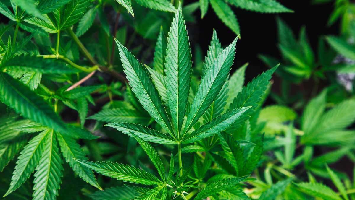 Marijane Marie photo