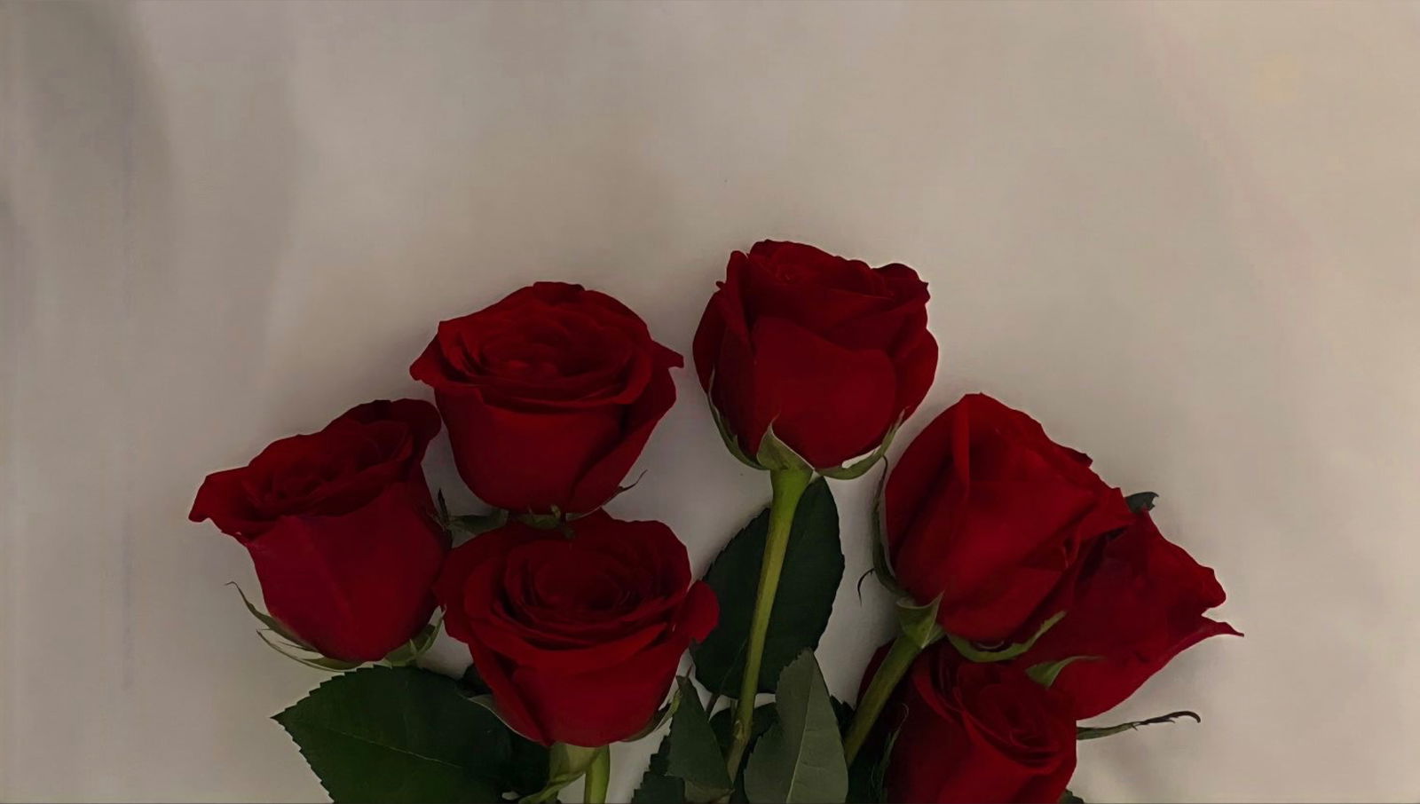 𝐿𝐼𝑁𝑁𝐸𝐴 𝐹𝑅𝐸𝐸 photo