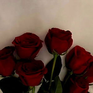 ๐ฟ๐ผ๐๐๐ธ๐ด ๐น๐
๐ธ๐ธ photo