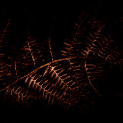 Freya | FREE  𖹭 photo