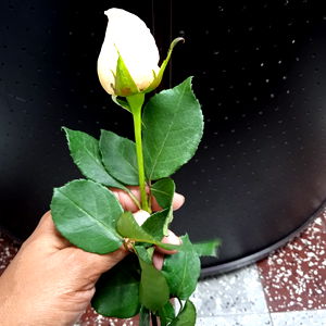 Glennys Santos photo