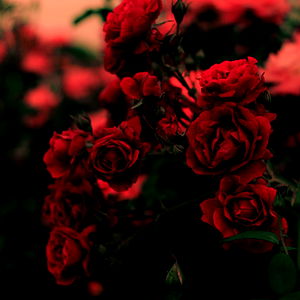 Bella โค๏ธ photo