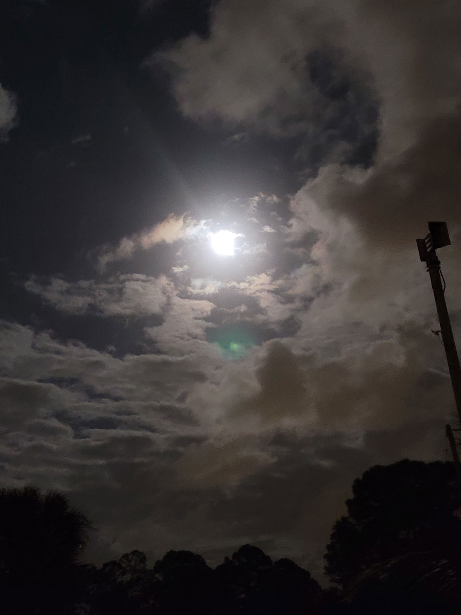 Be my friend, Siera photo