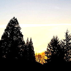 🌿~Olive~🌿 (analgirlforever) photo