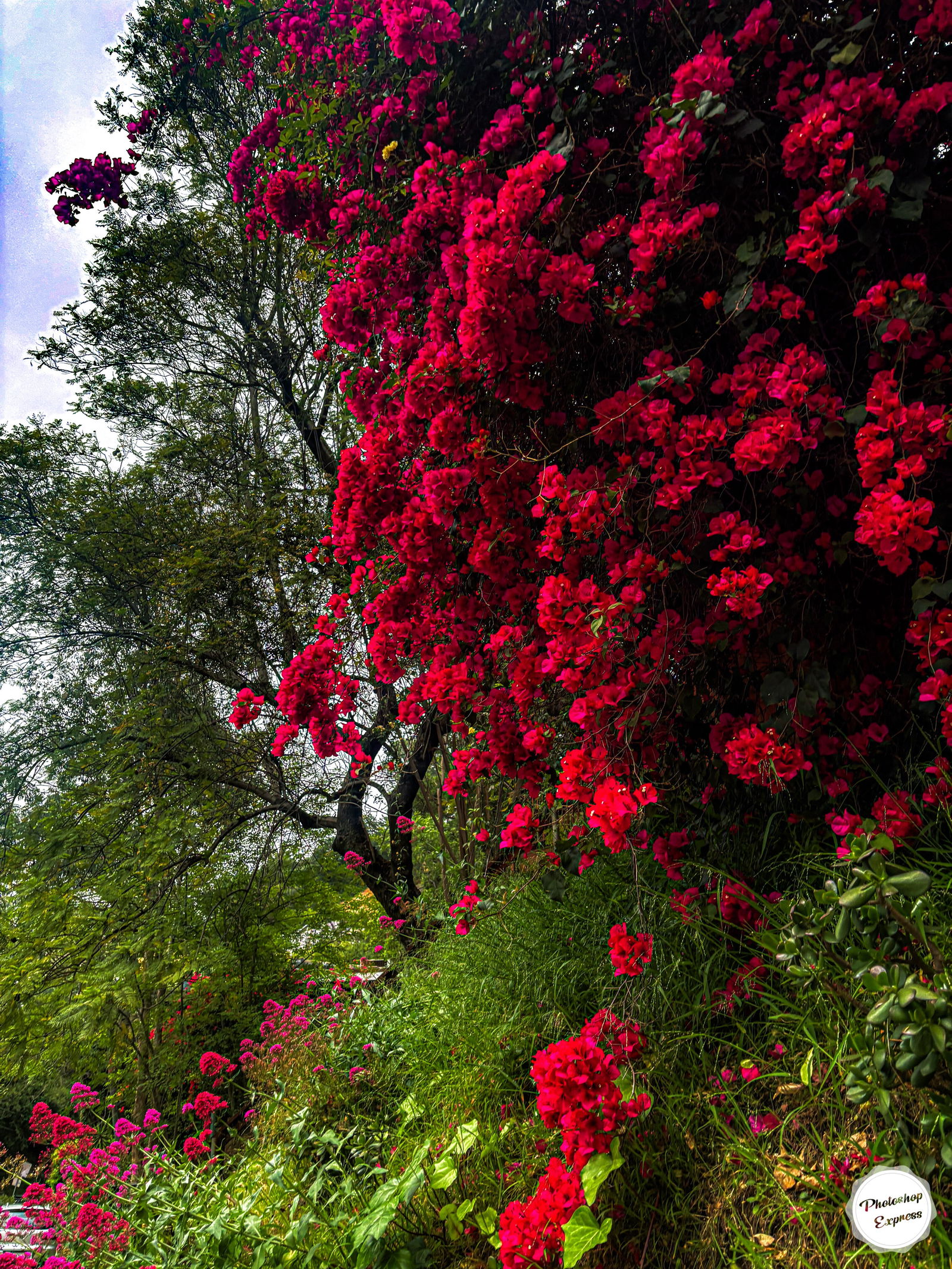 Blu panda 🐼 💙 photo
