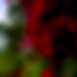 Blu panda ๐ผ ๐ photo