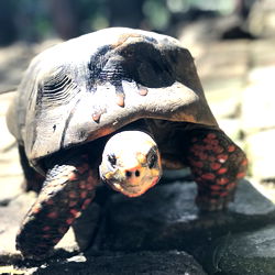 An adorable image of a turtle named Jon Jinx!