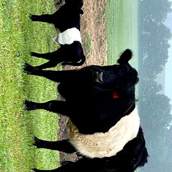 A Cattleman's Journey Through the Fields