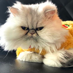 Sassy Siamese Cat in a Festive Shirt