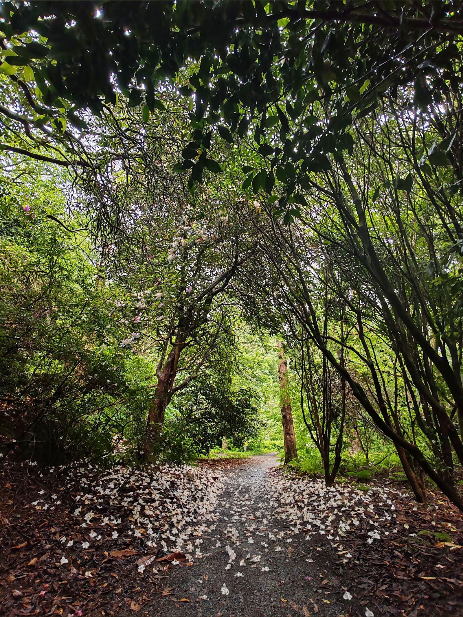 Sasserella 🌼 photo