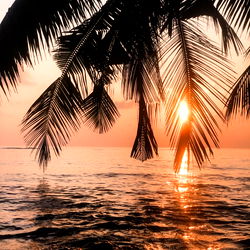 Serene Sunset over Tropical Ocean and Palm Trees
